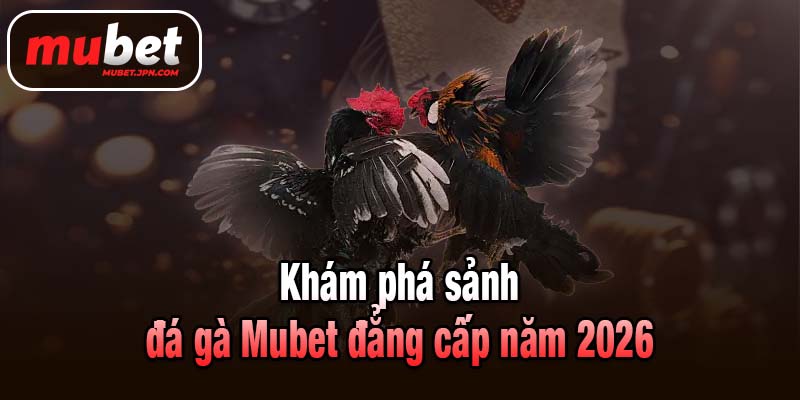 Khám phá sảnh đá gà Mubet đẳng cấp năm 2026